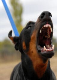 Atlanta Dog Bite Attorney - Montlick Injury Attorneys