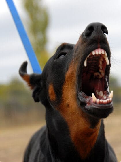 Dog Bite Lawyer - Montlick - Athens, GA