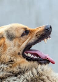 Dog Bite Lawyer - Montlick Injury Attorneys