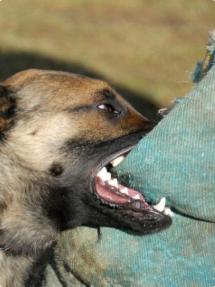 Dog Bite Lawyer - Montlick Injury Attorneys