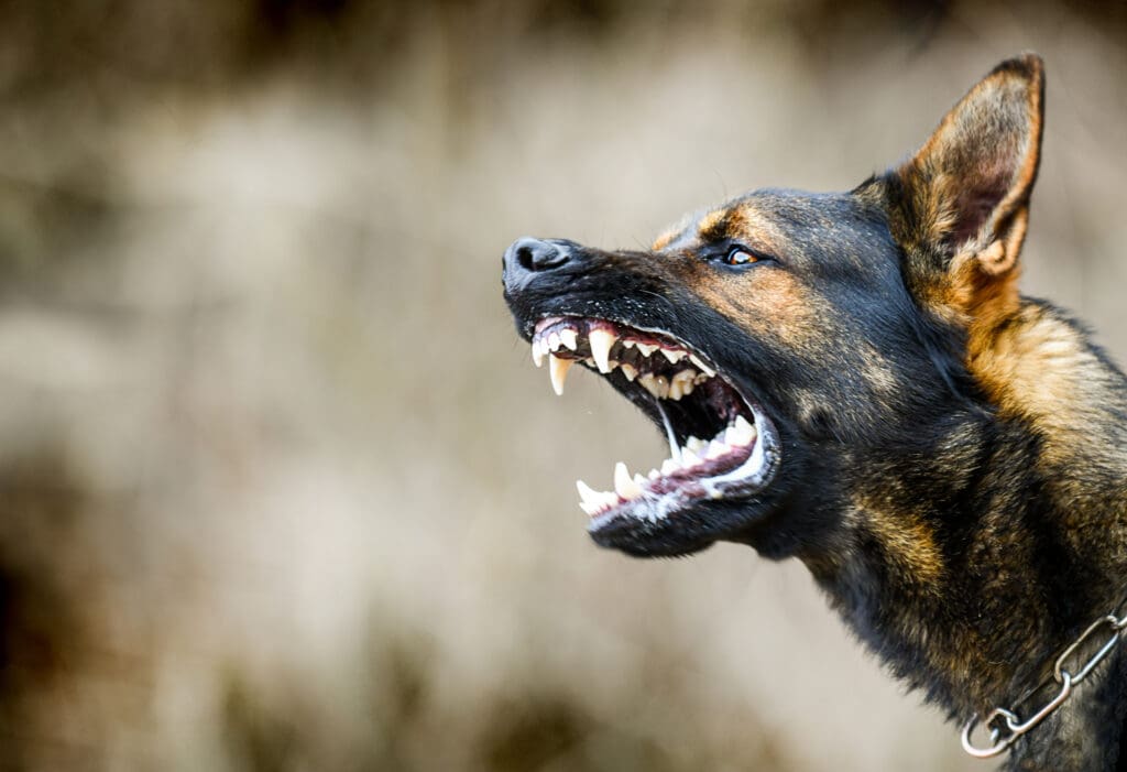 Aggressive snarling German Shepherd guard dog showing sharp teeth, ready to attack or bite